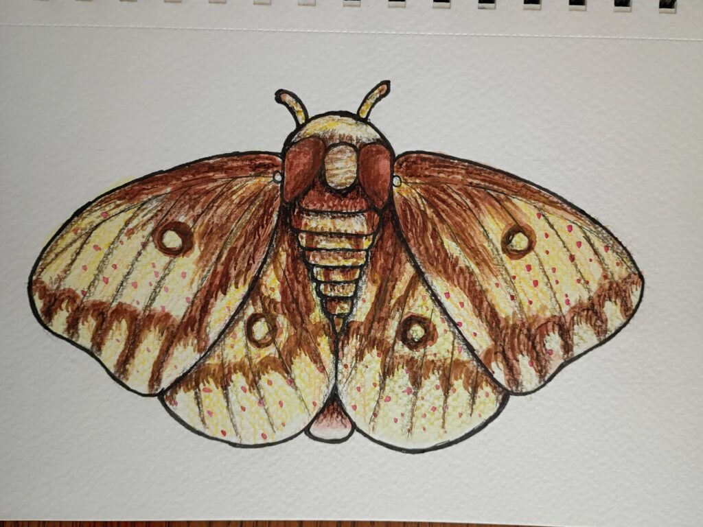 Moth