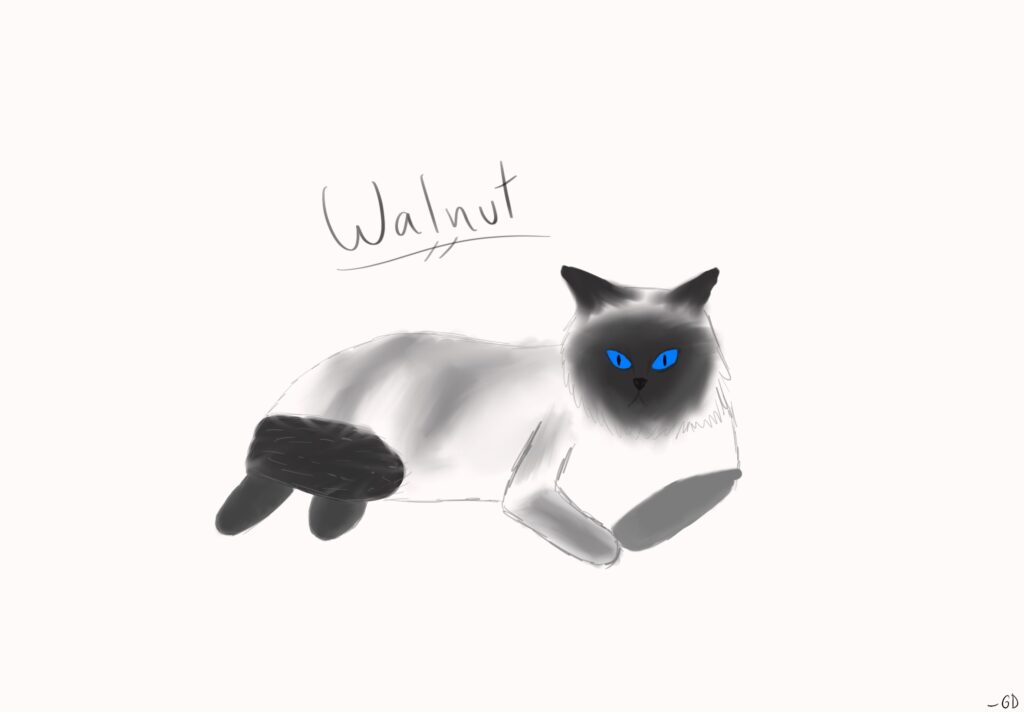 Walnut the cat